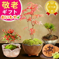 ＼緊急配布★300円クーポン／ 敬老の日 ギフト プレゼント まだ間に合う 人気 花 盆栽 ミニ 鉢植え 紅葉 …