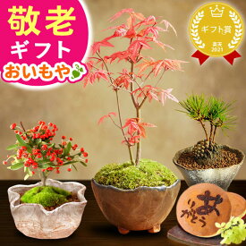 ＼本日23:59まで★ポイント6倍／ 敬老の日 ギフト プレゼント まだ間に合う 人気 花 盆栽 ミニ 鉢植え 紅葉 もみじ 花鉢 観葉植物 ミニ盆栽 手のひら 苔盆栽 苔 スイーツ お菓子 和菓子 花とお菓子 60代 70代 80代 90代 おじいちゃん おばあちゃん 孫 送料無料 おいもや