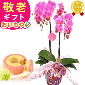 ＼緊急配布★300円クーポン／ 敬老の日 ギフト プレゼント まだ間に合う 人気 花 生花 鉢植え 鉢花 胡蝶蘭 コチョウラン 蘭 ラン フラワーギフト 苺バウム スイーツ お菓子 洋菓子 花とお菓子 60代 70代 80代 90代 おじいちゃん おばあちゃん 孫 送料無料 おいもや