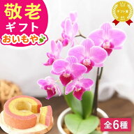 ＼緊急配布★300円クーポン／ 敬老の日 ギフト プレゼント まだ間に合う 人気 花 生花 蘭 胡蝶蘭 ミディ …