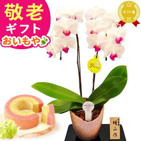＼緊急配布★300円クーポン／ 敬老の日 ギフト プレゼント まだ間に合う 人気 花 生花 鉢植え 鉢花 胡蝶蘭 コチョウラン 蘭 バウムクーヘン ギフトセット スイーツ お菓子 洋菓子 花とお菓子 60代 70代 80代 90代 おじいちゃん おばあちゃん 孫 送料無料 おいもや