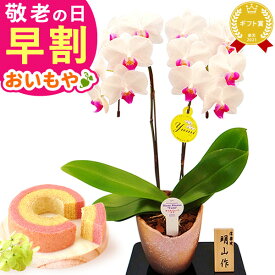 ＼早割！／ 敬老の日 ギフト プレゼント 花 生花 鉢植え 鉢花 胡蝶蘭 コチョウラン 蘭 バウムクーヘン ギフトセット スイーツ お菓子 洋菓子 花とお菓子 60代 70代 80代 90代 おじいちゃん おばあちゃん 孫 孫から 送料無料 おいもや