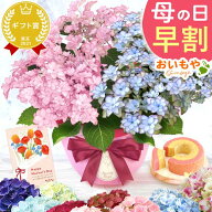 ＼200円クーポン★4/14にお値段上がります／ 母の日 プレゼント 早割 2026 花 生花 あじさい アジサイ 紫…