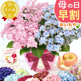 ＼4月22日お値段上がります／ 母の日 早割 プレゼント ははの日 花 生花 ギフト あじさい アジサイ 紫陽花 2色植え 5号鉢 鉢花 鉢植え 希少 苺バウム 送料無料 スイーツ お菓子 洋菓子 ギフトセット 花とお菓子 おいもや