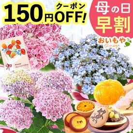 ＼本日P4倍★4/21に値段上がります／ 母の日 早割 紫陽花 あじさい プレゼント 2026 花 生花 鉢植え 選べる アジサイ 4号 鉢花 花鉢 生花 どら焼き スイートポテト みかんゼリー ギフト 送料無料 スイーツ お菓子 和菓子 洋菓子 ギフトセット おいもや