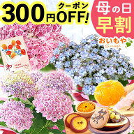 ＼まもなく値段上がります★先着300円クーポン／ 母の日 早割 紫陽花 あじさい プレゼント 2026 花 生花 …