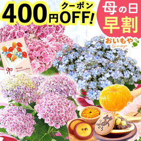 ＼先着400円クーポン★4/14にお値段上がります／ 母の日 早割 紫陽花 あじさい プレゼント 2026 花 生花 鉢植え 選べる アジサイ 4号 鉢花 花鉢 生花 どら焼き スイートポテト サブレ みかんゼリー ギフト 送料無料 スイーツ お菓子 和菓子 洋菓子 ギフトセット おいもや