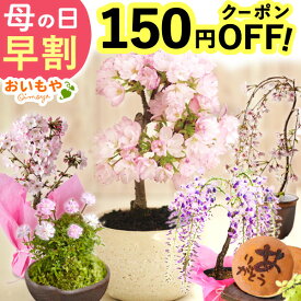 ＼本日P4倍★4/21に値段上がります／ 母の日 プレゼント 早割 2026 花 生花 盆栽 ミニ ミニ盆栽 鉢植え 鉢花 桜 さくら 薔薇 バラ 藤 フジ ふじ 藤の花 フラワーギフト おしゃれ どら焼き ギフト 送料無料 スイーツ お菓子 和菓子 母の日限定 おいもや