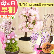 ＼200円クーポン★4/14にお値段上がります／ 母の日 プレゼント 早割 2026 花 生花 盆栽 ミニ ミニ盆栽 …