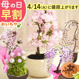 ＼200円クーポン★4/14にお値段上がります／ 母の日 プレゼント 早割 2026 花 生花 盆栽 ミニ ミニ盆栽 鉢植え 鉢花 桜 さくら 薔薇 バラ 藤 フジ ふじ 藤の花 フラワーギフト おしゃれ オシャレ どら焼き ギフト 送料無料 スイーツ お菓子 和菓子 母の日限定 おいもや