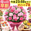 ＼今の早割★今夜23：59迄！ポイント最大7倍／ 母の日 プレゼント 早割 2026 花 生花 カーネーション 鉢植え 5号 バン…
