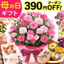 ＼最短発送★遅れてごめんね！／ 母の日 プレゼント 2026 花 生花 カーネーション 鉢植え 5号 バンビーノ 希少 鉢花 …
