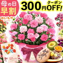 ＼先着300円クーポン★4/21にお値段上がります／ 母の日 プレゼント 早割 2026 花 生花 カーネーション 鉢植え 5号 バ…