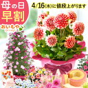 ＼本日P4倍★4/16にお値段上がります／ 母の日 プレゼント 早割 2026 花 生花 鉢植え 鉢花 花鉢 ダリア バラ 薔薇 ジャスミン 紫陽花 アジサイ ユリ 百合 マーガレット シャクナゲ ベゴニア 希少 珍しい ギフト 送料無料 スイーツ お菓子 洋菓子 おいもや