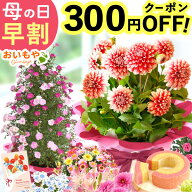 ＼まもなく値段上がります★先着300円クーポン／ 母の日 プレゼント 早割 2026 花 生花 鉢植え 鉢花 花鉢…