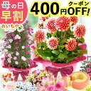 ＼先着400円クーポン★まもなく値段上がります／ 母の日 プレゼント 早割 2026 花 生花 鉢植え 鉢花 花鉢 ダリア バラ 薔薇 ジャスミン 紫陽花 アジサイ ユリ 百合 マーガレット シャクナゲ ベゴニア 希少 珍しい ギフト 送料無料 スイーツ お菓子 洋菓子 おいもや