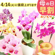 ＼200円クーポン★4/14にお値段上がります／ 母の日 プレゼント 早割 2026 花 生花 蘭 胡蝶蘭 椎名洋ラン…