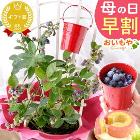 ＼超早割！／ 母の日 プレゼント 早割 花 生花 ブルーベリー ベリー 家庭菜園 苗 苗木 オーガニック ガーデニング フルーツ 果物 鉢植え 希少 フラワーギフト 生花 おしゃれ かわいい ギフト 送料無料 スイーツ お菓子 洋菓子 ギフトセット おいもや