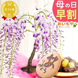 ＼超早割！／ 母の日 プレゼント 早割 花 生花 藤 フジ ふじ 藤の花 盆栽 bonsai 盆栽鉢 ミニ盆栽 どらやき どら焼き かわいい 豪華 ギフト 送料無料 スイーツ お菓子 和菓子 おいもや