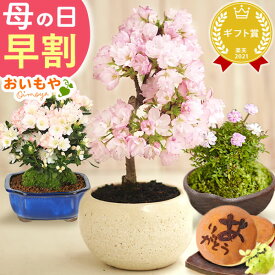 ＼早割＆クーポン／ 母の日 早割 プレゼント ははの日 花 生花 ギフト 桜 さくら つつじ バラ 薔薇 カーネーション以外 盆栽 ミニ盆栽 鉢植え 花鉢 鉢花 フラワーギフト おしゃれ オシャレ かわいい 可愛い どら焼き 送料無料 スイーツ お菓子 和菓子 おいもや