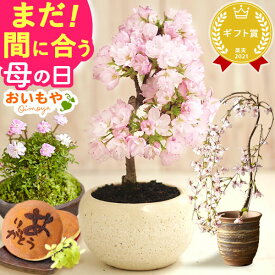 楽天市場 桜 盆栽の通販