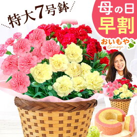 ＼早割！／ 母の日 早割 プレゼント ははの日 花 生花 ギフト ミックス カラフル カーネーション 7号 特大 花鉢 寄せ植え 鉢植え 希少 ピンク 赤 黄色 色 バウムクーヘン 人気 楽天ランキング1位 送料無料 スイーツ お菓子 洋菓子 ギフトセット おいもや