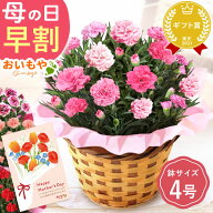 ＼週末限定★ポイント15倍／ 母の日 プレゼント 早割 2026 花 生花 カーネーション 鉢植え 鉢花 花鉢 4号…