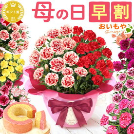 ＼本日23時59分に値段上がります／ 母の日 早割 プレゼント ははの日 カーネーション 5号 鉢 花 鉢植え 10パターンから選べる希少な2色咲きカーネーション 寄せ植え ギフト 母の日メッセージカード と スイーツ お菓子 付き 送料無料 おいもや