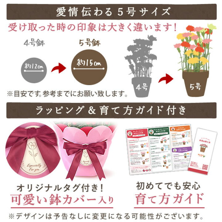 楽天市場 あす楽15時まで 母の日 プレゼント 花 ギフト カーネーション 生花 鉢植え 送料無料 スイーツ ギフトセット どら焼き お菓子 おいもや 静岡 おいもや