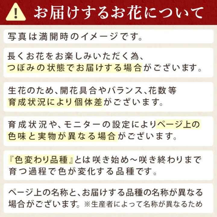 楽天市場 本日23時59分に値段あがります 母の日 プレゼント 早割 花 ギフト カーネーション 生花 鉢植え 送料無料 スイーツ ギフトセット どら焼き お菓子 おいもや 静岡 おいもや
