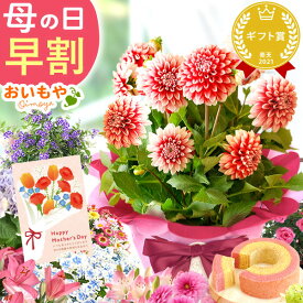 ＼超早割！／ 母の日 プレゼント 早割 花 生花 鉢植え 鉢花 花鉢 ダリア バラ 薔薇 紫陽花 あじさい アジサイ ユリ 百合 マーガレット シャクナゲ ベゴニア 希少 珍しい バウムクーヘン ギフト 送料無料 スイーツ お菓子 洋菓子 おいもや