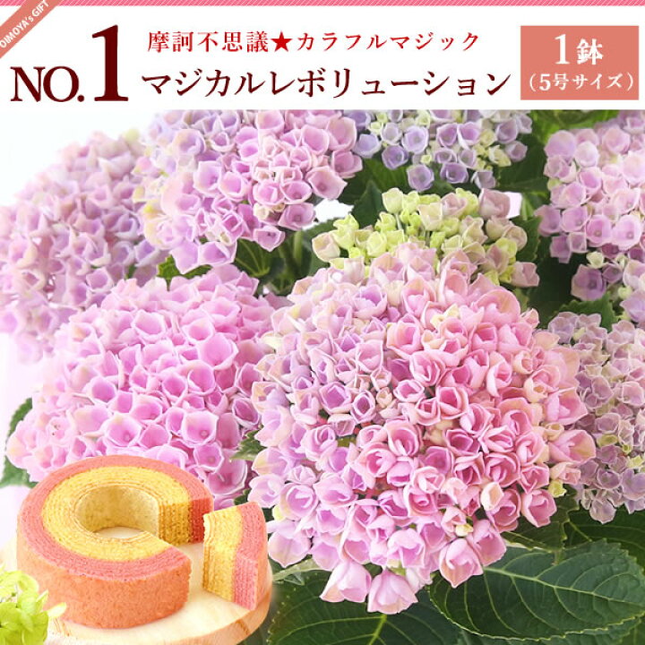 楽天市場 母の日 プレゼント 花 ギフト 紫陽花 あじさい アジサイ 生花 鉢植え 送料無料 スイーツ ギフトセット 静岡 おいもや 楽天市場 母の日 プレゼント 花 ギフト 紫陽花 あじさい アジサイ 生花 鉢植え 送料無料 スイーツ ギフトセット 静岡 おいもや