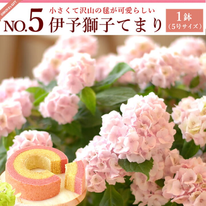 楽天市場 母の日 プレゼント 花 ギフト 紫陽花 あじさい アジサイ 生花 鉢植え 送料無料 スイーツ ギフトセット 静岡 おいもや 楽天市場 母の日 プレゼント 花 ギフト 紫陽花 あじさい アジサイ 生花 鉢植え 送料無料 スイーツ ギフトセット 静岡 おいもや