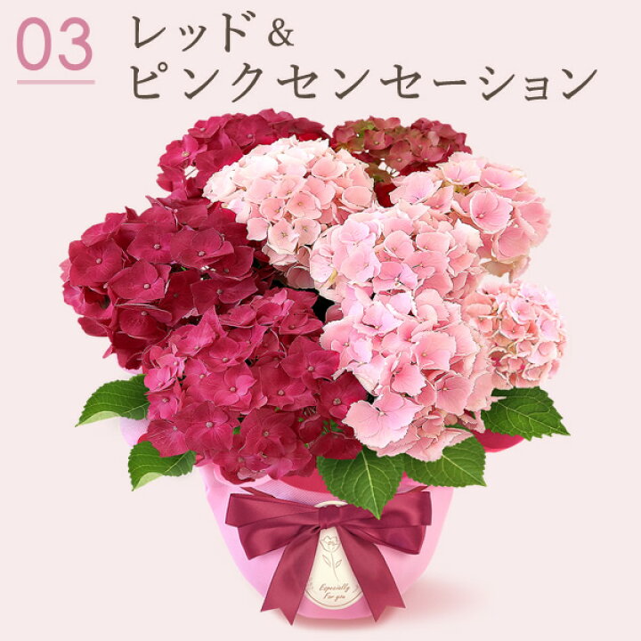 遅れてごめんね 母の日 プレゼント 2026 花 生花 あじさい アジサイ 紫陽花 2色植え グラデーション 5号鉢 鉢花 鉢植え 珍しい 贈り物 女性 植物 かわいい カーネーション以外 ギフト 送料無料 スイーツ お菓子 洋菓子 おいもや おいもや