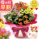 ＼超早割！／ 母の日 プレゼント 早割 花 生花 カランコエ 5号 鉢花 ミックス 4色 小花 カラフル ラッピング リボン 鉢カバー ギフト 送料無料 スイーツ おいもや