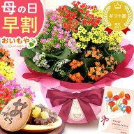 ＼早割＆限定クーポン／ 母の日 プレゼント 早割 2026 花 生花 カランコエ 5号 鉢花 ミックス 4色 小花 …