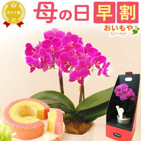 ＼本日ポイント2倍＆早割／ 母の日 プレゼント ははの日 花 生花 ギフト 胡蝶蘭 ミディ 蘭 ラン 鉢花 鉢植え 3号 2本立ち 生花 ピンク キラキラ お祝い おしゃれ 可愛い かわいい バウムクーヘン 苺 いちご 花以外 送料無料 スイーツ お菓子 洋菓子 ギフトセット おいもや