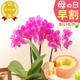 ＼超早割！／ 母の日 プレゼント 花 生花 ギフト 胡蝶蘭 ミディ 蘭 ラン 鉢花 鉢植え 5号 3本立ち 生花 ピンク ピカソ お祝い おしゃれ 可愛い かわいい バウムクーヘン 苺 いちご 花以外 送料無料 スイーツ お菓子 洋菓子 ギフトセット おいもや