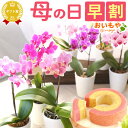 ＼エントリー5倍＆早割／ 選べる！母の日 胡蝶蘭 プレゼント 花 ギフト 早割 生花 鉢植え 送料無料 スイーツ お菓子 ギフトセット【静岡 AA】