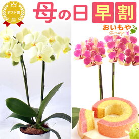 ＼本日エントリー4倍＆早割／ 母の日 早割 プレゼント ははの日 花 生花 ギフト 胡蝶蘭 ミディ 蘭 ラン 鉢花 鉢植え 生花 4号 2本立ち お祝い おしゃれ 可愛い かわいい バウムクーヘン 苺 いちご 花以外 送料無料 スイーツ お菓子 洋菓子 ギフトセット おいもや