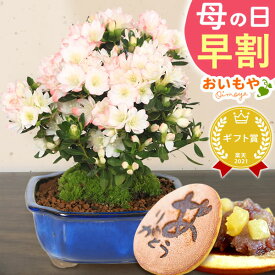 ＼早割＆クーポン／ 母の日 早割 プレゼント ははの日 花 生花 ギフト つつじ ツツジ 盆栽 ミニ盆栽 カーネーション以外 鉢植え 花鉢 鉢花 フラワーギフト おしゃれ かわいい 可愛い どら焼き 焼き菓子 送料無料 スイーツ お菓子 和菓子 ギフトセット おいもや