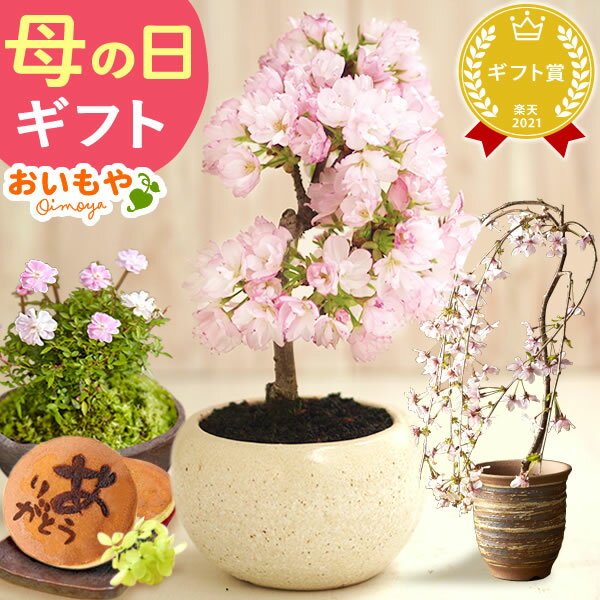\超早割!/母の日プレゼント花生花ギフトははの日花生花ギフト桜さくらバラ薔薇盆栽ミニ盆栽鉢植え花鉢鉢花フラワーギフトおしゃれオシャレ可愛いどら焼き送料無料スイーツお菓子和菓子ギフトセットおいもや01