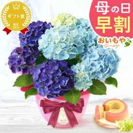 ＼超早割！／ 母の日 プレゼント 花 生花 ギフト あじさい アジサイ 紫陽花 2色植え 5号鉢 鉢花 鉢植え 希少 苺バウム 送料無料 スイーツ お菓子 洋菓子 ギフトセット 花とお菓子 おいもや