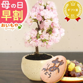 ＼本日18時に値段上がります／ 母の日 早割 プレゼント ははの日 花 生花 ギフト 桜 さくら つつじ バラ 薔薇 カーネーション以外 盆栽 ミニ盆栽 鉢植え 花鉢 鉢花 フラワーギフト おしゃれ オシャレ かわいい 可愛い どら焼き 送料無料 スイーツ お菓子 和菓子 おいもや