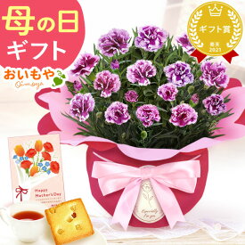 母の日 プレゼント 花 生花 カーネーション 鉢植え 鉢花 花鉢 4号 焼き菓子 紅茶 メッセージカード ラッピング おしゃれ かわいい 可愛い 人気 花とスイーツ セット 赤 ピンク ギフト 送料無料 スイーツ お菓子 洋菓子 おいもや