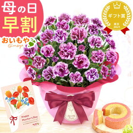 ＼超早割！／ 母の日 プレゼント 早割 花 生花 ギフト 鉢植え 希少 カーネーション 5号サイズ 4号 バウムクーヘン メッセージカード付き ラッピング 人気 おしゃれ かわいい 送料無料 送料無料 スイーツ お菓子 洋菓子 ギフトセット おいもや