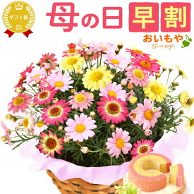 ＼超早割！／ 母の日 プレゼント 花 ギフト 紫陽花 あじさい アジサイ 生花 鉢花 鉢植え 希少 花鉢 ダリア マーガレット ユリ シャクナゲ ペチュニア ベゴニア バーベナ ジャスミン 送料無料 スイーツ お菓子 洋菓子 ギフトセット おいもや