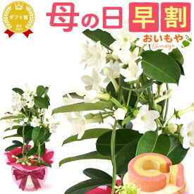 ＼4月22日お値段上がります／ 母の日 早割 プレゼント ははの日 花 ギフト 紫陽花 あじさい アジサイ 生花 鉢花 鉢植え 希少 花鉢 ダリア マーガレット ユリ シャクナゲ ペチュニア ベゴニア バーベナ ジャスミン 送料無料 スイーツ お菓子 洋菓子 ギフトセット おいもや