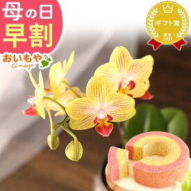 ＼ポイント3倍★今の早割4/18まで／ 母の日 プレゼント 早割 2026 花 生花 蘭 胡蝶蘭 椎名洋ラン園 フラワー ミディ 2.5号 インテリア 選べる 10種 バウム 苺バウム ギフト 送料無料 スイーツ お菓子 洋菓子 おいもや