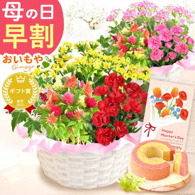 ＼超早割！／ 母の日 プレゼント 早割 花 生花 カーネーション カランコエ ケイトウ ヘデラ 生花 鉢植え 寄せ植え 編み籠 ポット ミックス ギフト 送料無料 スイーツ お菓子 洋菓子 おいもや